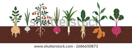 Vegetable roots and leaves in farm ground. Root crops, food plants growing underground in soil, earth on agriculture field. Celery, garlic, onion. Flat vector illustration isolated on white background