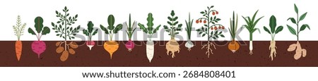 Vegetable roots in soil, underground. Farm crops, agriculture harvest, food plants growing under ground. Field carrot, beet, potato in garden bed. Flat vector illustration isolated on white background