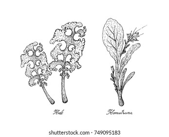 Vegetable Salad, Illustration of Hand Drawn Sketch Delicious Fresh Green Kale and Komatsuna Plants Isolated on White Background.