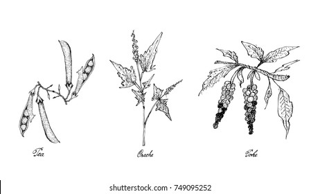 Vegetable Salad, Illustration of Hand Drawn Sketch Delicious Fresh Green Pea, Orache and Poke Plants Isolated on White Background.