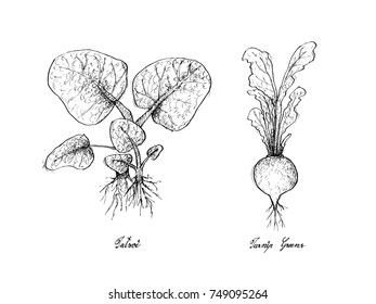 Vegetable Salad, Illustration of Hand Drawn Sketch Delicious Fresh Green Tatsoi and Turnip Greens Plants Isolated on White Background.