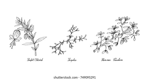 Vegetable Salad, Illustration of Hand Drawn Sketch Delicious Fresh Green Sculpit or Stridolo, Samphire and Summer Purslane Plants Isolated on White Background.