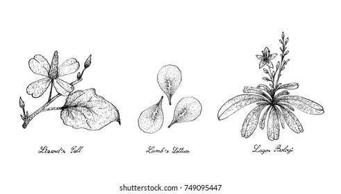 Vegetable Salad, Illustration of Hand Drawn Sketch Delicious Fresh Green Lizard's Tail, Lamb's Lettuce and Lagos Bologi Plants Isolated on White Background.