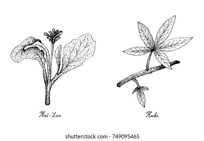 Vegetable Salad, Illustration of Hand Drawn Sketch Delicious Fresh Green Kai Lan and Kuka Leaves Isolated on White Background.