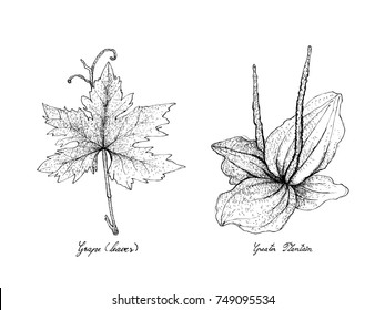 Vegetable Salad, Illustration of Hand Drawn Sketch Delicious Fresh Green Grape Leaf and Greater Plantain Plants Isolated on White Background.
