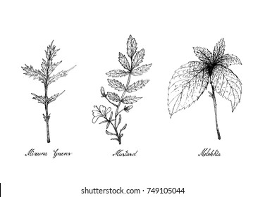 Vegetable Salad, Illustration of Hand Drawn Sketch Delicious Fresh Green Mizuna Greens, Mustard and Melokhia Plants Isolated on White Background.