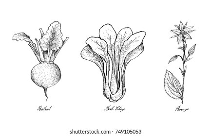 Vegetable Salad, Illustration of Hand Drawn Sketch Delicious Fresh Green Beetroot, Bok Choy and Borage Isolated on White Background.
