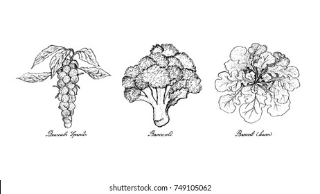 Vegetable Salad, Illustration of Hand Drawn Sketch Delicious Fresh Green Brussels, Sprouts Broccoli and Broccoli Isolated on White Background.
