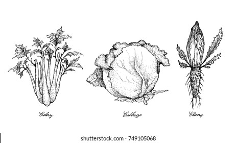 Vegetable Salad, Illustration of Hand Drawn Sketch Delicious Fresh Green Celery, Cabbage and Chicory Isolated on White Background.