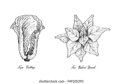 Vegetable Salad, Illustration of Hand Drawn Sketch Delicious Fresh Green Napa Cabbage and New Zealand Spinach Plants Isolated on White Background.