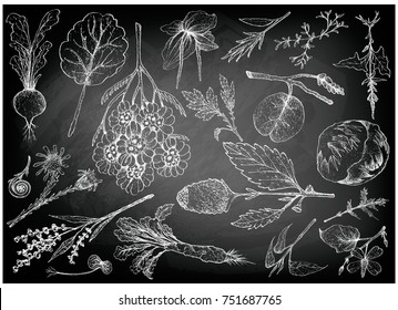 Vegetable Salad, Illustration of Hand Drawn Sketch Delicious Fresh Green Leafy and Salad Vegetable on Black Chalkboard.