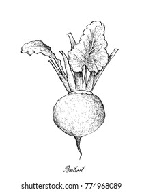 Vegetable Salad, Illustration of Hand Drawn Sketch Beetroot Isolated on White Background.