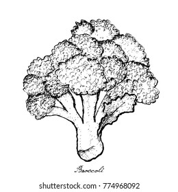Vegetable Salad, Illustration of Hand Drawn Sketch Delicious Fresh Broccoli Isolated on White Background.