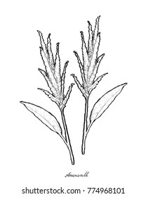 Vegetable Salad, Illustration of Hand Drawn Sketch Delicious Fresh Green Amaranth or Amaranthus Plants Isolated on White Background.