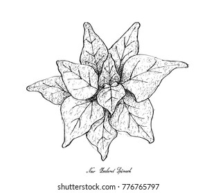 Vegetable Salad, Illustration of Hand Drawn Sketch Delicious Fresh Green New Zealand Spinach Plants Isolated on White Background.
