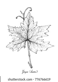 Ensalada vegetal, Ilustración de boceto dibujado a mano Deliciosa hoja de uva verde fresca aislada en fondo blanco.