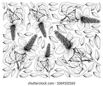 Vegetable Salad, Illustration Wallpaper Background of Hand Drawn Sketch Delicious Fresh Green Lizard's Tail or Houttuynia Cordata Plants.