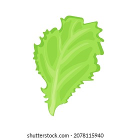 vegetable salad lettuce leaf cartoon vector isolated object