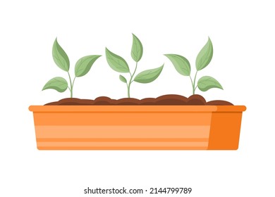 Plántulas vegetales que crecen en el suelo en la ilustración vectorial de icono isométrico de caja. Plantas naturales orgánicas hojas de jardinería en el proceso de cultivo de la ecología botánica en recipientes de madera. Semillas de germinación