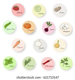 Vegetable set. Big hand drawn different colored vegetables and spices set. Tomato, cabbage, potato, green peas, pumpkin, beetroot,  carrot, garlic, onion, mint, chili pepper, parsley set.