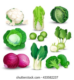 Vegetable set with cabbage, broccoli, kohlrabi, savoy, red, chinese, napa and brussels sprouts on white background.