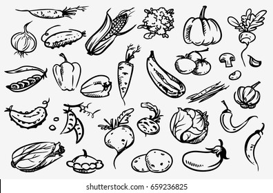 Vegetable set. Hand drawn doodle collection. Vector. Corn, onion, pepper, peas, chili, cauliflower, zucchini, tomato, pumpkin, beet, carrot, potatoes, cabbage, asparagus, kohlrabi, garlic, squash