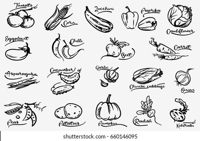 Vegetable set. Hand drawn doodle  collection. Vector. Corn, onion, pepper, peas, chili, cauliflower, zucchini, tomato, pumpkin, beet, carrot, potatoes, cabbage, asparagus, kohlrabi, garlic, squash