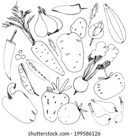 Vegetable set. illustration on white background.Vector