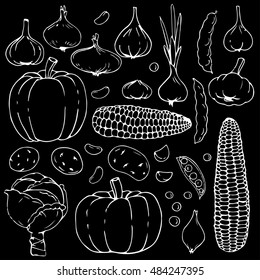 vegetable set onion, pumpkin, potato vector chalk illustration on blackboard