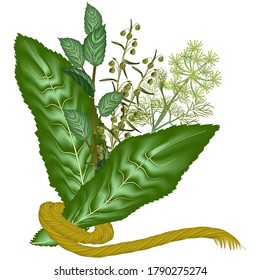 Gemüsepflanze zum Beizen von Gurken, Blättern von Pferden, Dill, Kirschen, Tarragon.
