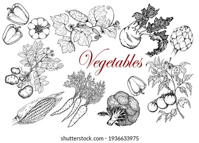 Conjunto de verduras. Papas, pepino, tomate, colabí, pimentón, alcachofa, zanahoria, brócoli, maíz.Ilustración vectorial de stock. Dibujo manual en blanco y negro. Aislado sobre un fondo blanco.