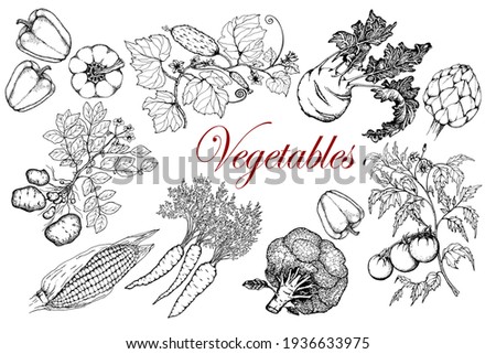 Bunch of artichokes. Hand drawn retro styled illustration
