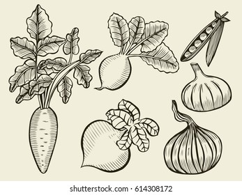 Vegetable Set. Sketch of Onions, garlic, radish, beets, peas