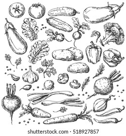 Vegetable Set. Sketch of tomato, cucumber, carrot, broccoli, potato, eggplant, mushrooms, onion, beet, radish, pepper and lettuce.