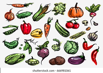 Vegetable set.  Vector. Corn, onion, pepper, peas, chili, cauliflower, zucchini, tomato, pumpkin, beet, carrot, potatoes, cabbage, asparagus, kohlrabi, garlic, squash