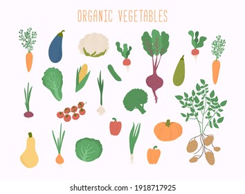 Vegetable set in vector. Garden banner. Organic and healthy food.