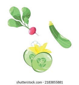 Vegetable set. Vector illustrations of vegetables. Pink radish and sliced dolly cucumber. Green zucchini with yellow stem. Vector illustration set for print or packaging or application.