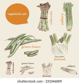 vegetable set. vector sketches of fennel, asparagus, green bean and celery