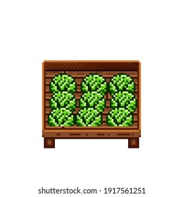 Vegetable shop pixel art. Cabbage in a wooden crate. Green headed cabbage, pixel art on white background. Vegetable stall. Showcase with vegetables. Vector illustration.