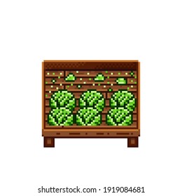 Vegetable shop pixel art. Cabbage in a wooden crate. Green headed cabbage, pixel art on white background. Vegetable stall. Showcase with vegetables waste. Vector illustration. 