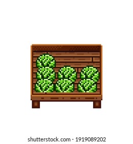 Vegetable shop pixel art. Cabbage in a wooden crate. Green headed cabbage, pixel art on white background. Vegetable stall. Showcase with vegetables waste. Vector illustration. 