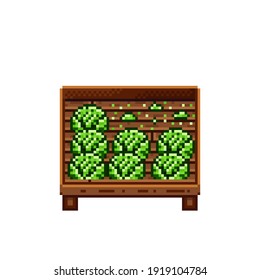 Vegetable shop pixel art. Cabbage in a wooden crate. Green headed cabbage, pixel art on white background. Vegetable stall. Showcase with vegetables waste. Vector illustration.