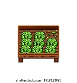 Vegetable shop pixel art. Cabbage in a wooden crate. Green headed cabbage, pixel art on white background. Vegetable stall. Showcase with vegetables waste. Vector illustration.