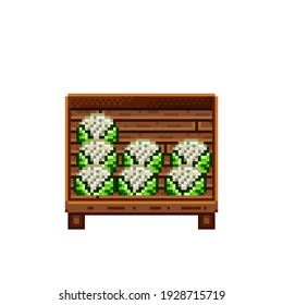 Pintura de píxel de tienda de verduras. Cauliflower en una caja de madera. Cara verde Cauliflower, ícono de la comida de píxel aislado en fondo blanco. Puesto de verduras. Muestra con residuos de verduras. píxel de coliflor.