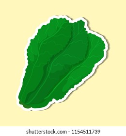 vegetable of simple color illustrations