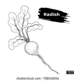 Vegetable sketch hand drawing radish