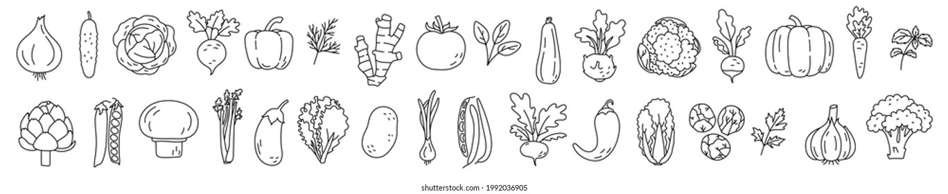 Vegetable sketch. Onion, garlic, tomato, cucumber and carrot. Beets, pepper,
potato and cabbage. Radish, eggplant,
pumpkin, spinach, artichoke and mushroom