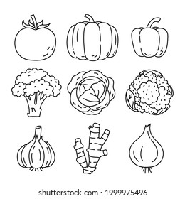 Vegetable sketch. Tomato, pumpkin, pepper, broccoli and cabbage. Cauliflower, garlic, ginger and onion. Thin outline icon. Black contour line vector set. Doodle hand drawn illustration collection