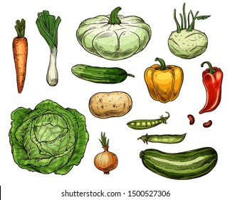 Vegetable sketches, isolated food. Vector farm carrot and green onion, cabbage and potato, pea and red yellow pepper, zucchini and patty pan squash, cucumber and beans, kohlrabi veggies