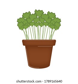 Vegetable or spice plant in a pot. Urban farming gardening - Vector